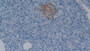 DAB staining on IHC-P; Samples: Human Pancreas Tissue; Primary Ab: 30µg/ml Mouse Anti-Human LEFTY1 Antibody Second Ab: 2µg/mL HRP-Linked Caprine Anti-Mouse IgG Polyclonal Antibody