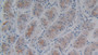 DAB staining on IHC-P; Samples: Human Stomach Tissue;  Primary Ab: 30µg/ml Mouse Anti-Human LEFTY1 Antibody Second Ab: 2µg/mL HRP-Linked Caprine Anti-Mouse IgG Polyclonal Antibody 