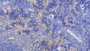 DAB staining on IHC-P; Samples: Mouse Spleen Tissue; Primary Ab: 10µg/ml Mouse Anti-Mouse CYPA Antibody Second Ab: 2µg/mL HRP-Linked Caprine Anti-Mouse IgG Polyclonal Antibody