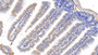 DAB staining on IHC-P; Samples: Mouse Colon Tissue; Primary Ab: 10µg/ml Mouse Anti-Mouse CYPA Antibody Second Ab: 2µg/mL HRP-Linked Caprine Anti-Mouse IgG Polyclonal Antibody