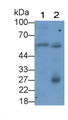 Glucose Transporter 1 (GLUT1) Monoclonal Antibody, CAU30202