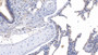 DAB staining on IHC-P; Samples: Human Lung Tissue;  Primary Ab: 20µg/ml Rabbit Anti-Human Asprosin Antibody Second Ab: 2µg/mL HRP-Linked Caprine Anti-Rabbit IgG Polyclonal Antibody 