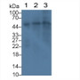 Folate Transporter (FOLT) Monoclonal Antibody, CAU30225
