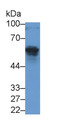 Anti-Mullerian Hormone (AMH) Monoclonal Antibody, CAU30237