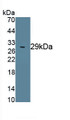 Octamer Binding Transcription Factor 4 (OCT4) Polyclonal Antibody, CAU30244
