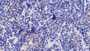 DAB staining on IHC-P; Samples: Mouse Spleen Tissue;  Primary Ab: 30µg/ml Mouse Anti-Mouse IL10 Antibody Second Ab: 2µg/mL HRP-Linked Caprine Anti-Mouse IgG Polyclonal Antibody 