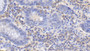 DAB staining on IHC-P; Samples: Bovine Small intestine Tissue;  Primary Ab: 20μg/ml Rabbit Anti-Bovine IL1a Antibody Second Ab: 2µg/mL HRP-Linked Caprine Anti-Rabbit IgG Polyclonal Antibody 