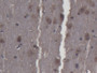 DAB staining on IHC-P; Samples: Rabbit Cerebrum Tissue;  Primary Ab: 10µg/ml Cavia Anti-Rabbit CNTF