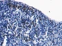 DAB staining on IHC-P; Samples: Rabbit Spleen Tissue;  Primary Ab: 20µg/ml Cavia Anti-Rabbit S100A8 