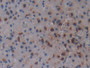 DAB staining on IHC-P; Samples: Rat Adrenal gland Tissue; Primary Ab: 10µg/ml Rabbit Anti-Rat OPN Antibody Second Ab: 2µg/mL HRP-Linked Caprine Anti-Rabbit IgG Polyclonal Antibody