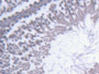 DAB staining on IHC-P; Samples: Rat Testis Tissue;  Primary Ab: 20µg/ml Rabbit Anti-Rat NR0B1 Antibo