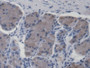 DAB staining on IHC-P; Samples: Human Stomach Tissue; Primary Ab: 30µg/ml Mouse Anti-Human HABP1 Antibody Second Ab: 2µg/mL HRP-Linked Caprine Anti-Mouse IgG Polyclonal Antibody