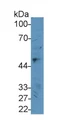 Glucose Transporter 1 (GLUT1) Monoclonal Antibody, CAU30322