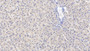 DAB staining on IHC-P; Samples: Human Liver Tissue; Primary Ab: 10µg/ml Mouse Anti-Human MAPRE1 Antibody Second Ab: 2µg/mL HRP-Linked Caprine Anti-Mouse IgG Polyclonal Antibody