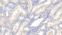 DAB staining on IHC-P; Samples: Human Kidney Tissue;  Primary Ab: 10µg/ml Mouse Anti-Human MAPRE1 Antibody Second Ab: 2µg/mL HRP-Linked Caprine Anti-Mouse IgG Polyclonal Antibody 