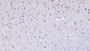 DAB staining on IHC-P; Samples: Human Cerebrum Tissue;  Primary Ab: 10µg/ml Mouse Anti-Human FSTL1 Antibody Second Ab: 2µg/mL HRP-Linked Caprine Anti-Mouse IgG Polyclonal Antibody 