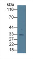 Western Blot; Sample: Rat Liver lysate; Primary Ab: 5µg/ml Mouse Anti-Human