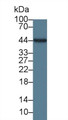 Interleukin 19 (IL19) Monoclonal Antibody, CAU30362