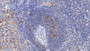 DAB staining on IHC-P; Samples: Human Spleen Tissue; Primary Ab: 10µg/ml Mouse Anti-Human FTH Antibody Second Ab: 2µg/mL HRP-Linked Caprine Anti-Mouse IgG Polyclonal Antibody