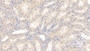 DAB staining on IHC-P; Samples: Porcine Kidney Tissue;  Primary Ab: 30µg/ml   Mouse Anti-Porcine IL10 Antibody Second Ab: 2µg/mL HRP-Linked Caprine Anti-Mouse IgG Polyclonal Antibody 