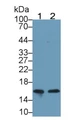 Neurogranin (NRGN) Monoclonal Antibody, CAU30401