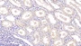DAB staining on IHC-P; Samples: Human Kidney Tissue; Primary Ab: 40µg/ml Mouse Anti-Human NRGN Antibody Second Ab: 2µg/mL HRP-Linked Caprine Anti-Mouse IgG Polyclonal Antibody