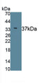Endoplasmic Reticulum Lipid Raft Associated Protein 2 (ERLIN2) Monoclonal Antibody, CAU30407