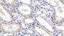 DAB staining on IHC-P; Samples: Human Kidney Tissue; Primary Ab: 40µg/ml Mouse Anti-Human ERLIN2 Antibody Second Ab: 2µg/mL HRP-Linked Caprine Anti-Mouse IgG Polyclonal Antibody