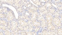 DAB staining on IHC-P; Samples: Porcine Kidney Tissue;  Primary Ab: 30µg/ml   Rabbit Anti-Porcine OPN Antibody Second Ab: 2µg/mL HRP-Linked Caprine Anti-Rabbit IgG Polyclonal Antibody 
