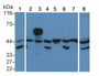 Extracellular Signal Regulated Kinase 2 (ERK2) Monoclonal Antibody, CAU30423