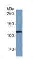 Nitric Oxide Synthase 2, Inducible (NOS2) Monoclonal Antibody, CAU30424