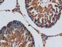 DAB staining on IHC-P; Samples: Rat Testis Tissue; Primary Ab: 10µg/ml Mouse Anti-Rat FGF15 Antibody Second Ab: 2µg/mL HRP-Linked Caprine Anti-Mouse IgG Polyclonal Antibody