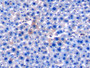 DAB staining on IHC-P; Samples: Mouse Liver Tissue;  Primary Ab: 10µg/ml Mouse Anti-Mouse APOC1 Antibody Second Ab: 2µg/mL HRP-Linked Caprine Anti-Mouse IgG Polyclonal Antibody 