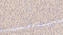 DAB staining on IHC-P; Samples: Human Liver Tissue;  Primary Ab: 40µg/ml Mouse Anti-Human OAS1 Antibody Second Ab: 2µg/mL HRP-Linked Caprine Anti-Mouse IgG Polyclonal Antibody 