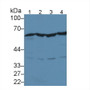 Forkhead Box P3 (FOXP3) Monoclonal Antibody, CAU30536 Forkhead Box P3 (FOXP3) Monoclonal Antibody, CAU30536