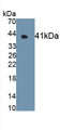 G Protein Coupled Receptor 35 (GPR35) Monoclonal Antibody, CAU30556