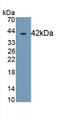 Tetraspanin 30Cluster of Differentiation 63 (CD63) Monoclonal Antibody, CAU30562