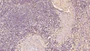 DAB staining on IHC-P; Samples: Human Spleen Tissue;  Primary Ab: 40µg/ml Mouse Anti-Human TSPAN30 Antibody Second Ab: 2µg/mL HRP-Linked Caprine Anti-Mouse IgG Polyclonal Antibody 