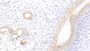 DAB staining on IHC-P; Samples: Rat Uterus Tissue; Primary Ab: 30μg/ml Mouse Anti-Rat GAL3 Antibody Second Ab: 2µg/mL HRP-Linked Caprine Anti-Mouse IgG Polyclonal Antibody
