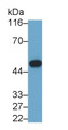 Plasminogen Activator Inhibitor 1 (PAI1) Monoclonal Antibody, CAU30639