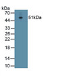 Intercellular Adhesion Molecule 1 (ICAM1) Monoclonal Antibody, CAU30645
