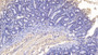 DAB staining on IHC-P; Samples: Bovine Colon Tissue; Primary Ab: 10µg/ml Mouse Anti-Bovine MPO Antibody Second Ab: 2µg/mL HRP-Linked Caprine Anti-Mouse IgG Polyclonal Antibody