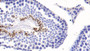 DAB staining on IHC-P; Samples: Mouse Testis Tissue;  Primary Ab: 30µg/ml   Mouse Anti-Mouse COMP Antibody Second Ab: 2µg/mL HRP-Linked Caprine Anti-Mouse IgG Polyclonal Antibody 