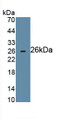 Cluster Of Differentiation 72 (CD72) Monoclonal Antibody, CAU30713