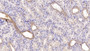 DAB staining on IHC-P; Samples: Human Kidney Tissue; Primary Ab: 20µg/ml Mouse Anti-Human IDO Antibody Second Ab: 2µg/mL HRP-Linked Caprine Anti-Mouse IgG Polyclonal Antibody