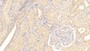 DAB staining on IHC-P; Samples: Human Kidney Tissue;  Primary Ab: 10µg/ml Mouse Anti-Human ANXA2 Antibody Second Ab: 2µg/mL HRP-Linked Caprine Anti-Mouse IgG Polyclonal Antibody 