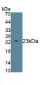 Mesencephalic Astrocyte Derived Neurotrophic Factor (MANF) Monoclonal Antibody, CAU30778