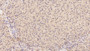 DAB staining on IHC-P; Samples: Human Liver Tissue; Primary Ab: 20µg/ml Mouse Anti-Human MANF Antibody Second Ab: 2µg/mL HRP-Linked Caprine Anti-Mouse IgG Polyclonal Antibody
