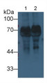 Histidine Rich Glycoprotein (HRG) Monoclonal Antibody, CAU30785