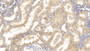 DAB staining on IHC-P; Samples: Human Kidney Tissue;  Primary Ab: 10µg/ml Mouse Anti-Human HRG Antibody Second Ab: 2µg/mL HRP-Linked Caprine Anti-Mouse IgG Polyclonal Antibody 